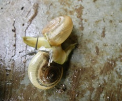 Ariophantidae