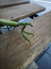 Mantis religiosa