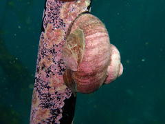 Crepidula porcellana