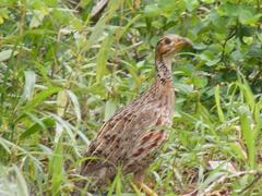 Shelley's Francolin photo 4