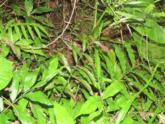 Bolbitis heteroclita