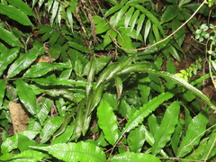 Bolbitis heteroclita