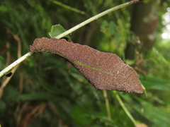 Bolbitis heteroclita