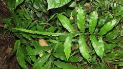 Bolbitis heteroclita