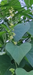 Tinospora
