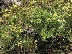 Lomatium caruifolium
