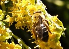 Andrena asteris