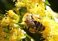 Andrena asteris
