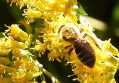 Andrena asteris