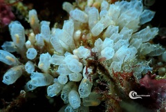 Pycnoclavella atlantica
