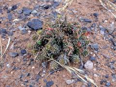 Euphorbia melanohydrata