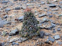 Euphorbia melanohydrata