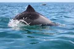 Cephalorhynchus heavisidii