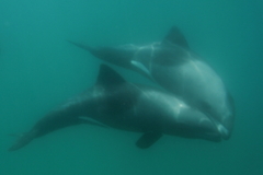 Cephalorhynchus heavisidii