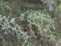 Dioscorea hemicrypta