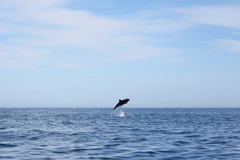 Cephalorhynchus heavisidii