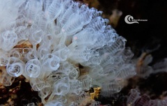 Pycnoclavella communis