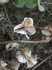 Dioscorea hemicrypta