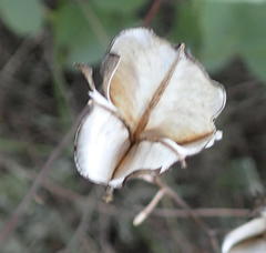 Dioscorea hemicrypta