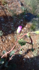 Cistanthe grandiflora