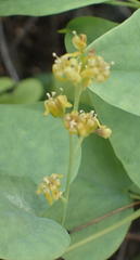 Dioscorea hemicrypta