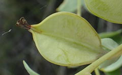 Dioscorea hemicrypta