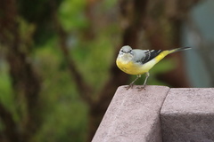 Motacilla cinerea patriciae
