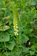 Pedicularis proboscidea