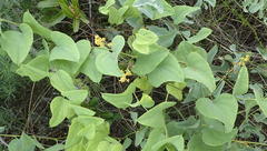 Dioscorea hemicrypta