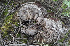 Dioscorea hemicrypta