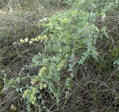 Dioscorea hemicrypta