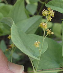 Dioscorea hemicrypta