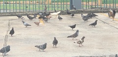 Columba livia domestica