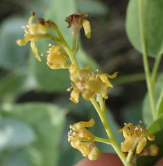 Dioscorea hemicrypta