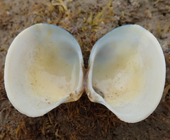 Ruditapes philippinarum