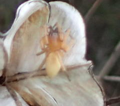 Cheiracanthium furculatum