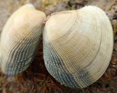 Ruditapes philippinarum
