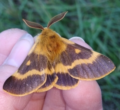 Lemonia dumi