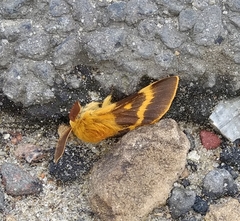 Lemonia dumi