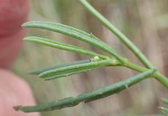 Senecio harveianus