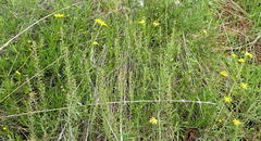 Senecio harveianus