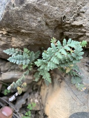 Cheilanthes hypoleuca