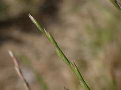 Lolium rigidum