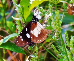 Amauris albimaculata