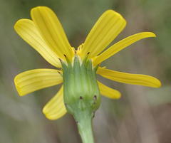 Senecio harveianus