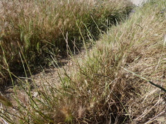 Lolium rigidum