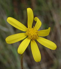 Senecio harveianus
