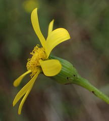 Senecio harveianus