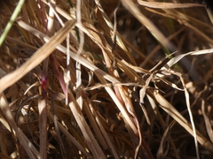 Lolium rigidum