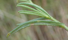 Senecio harveianus